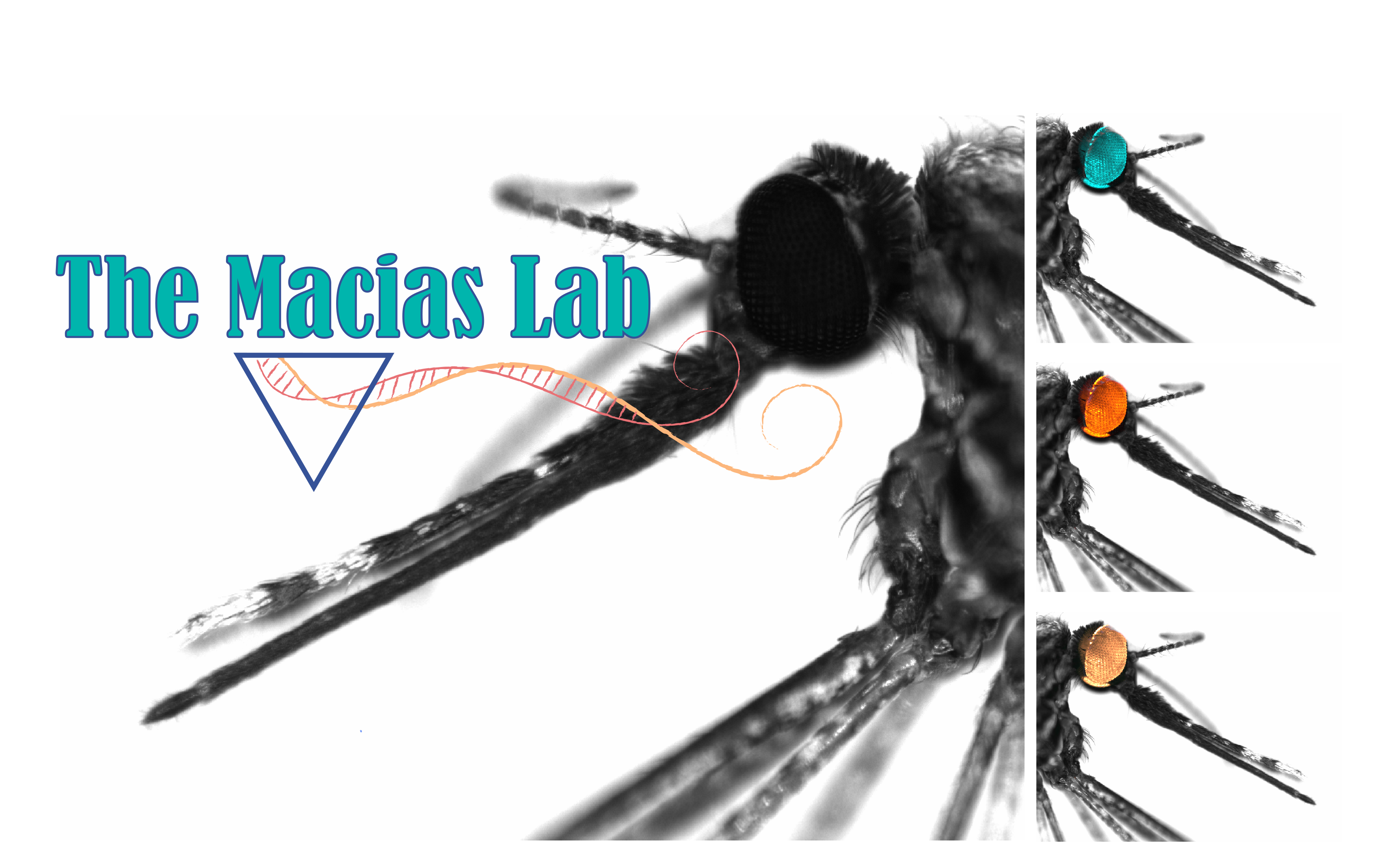 Macias Lab Home